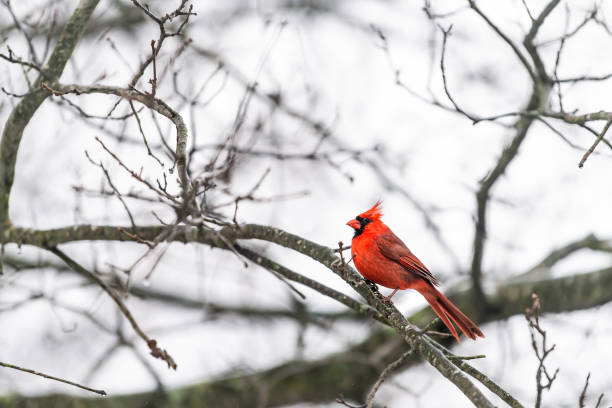 istock One red northern cardinal bird, Cardinalis, perched on tree branch during cold winter colorful in Virginia looking back, tail and crest 1065077592