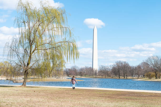 istock Willow tree branches with green leaves in spring, blue sky, monument in Washington DC at Constitution Gardens, water, ducks, birds swimming in pond, pool, woman back, standing 1065077718