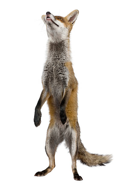 istock Front view of Red Fox, standing on hind legs. 106507781