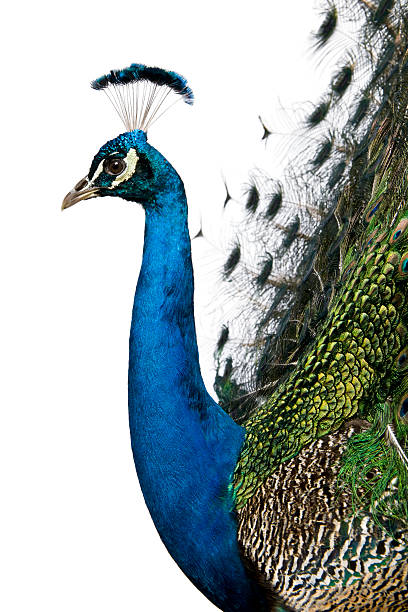 istock Profile of Male Indian Peafowl. 106507784
