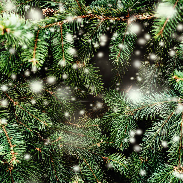 Christmas Background with falling white  snow and fir tree branches. Merry Christmas Festive Card. Copy space.