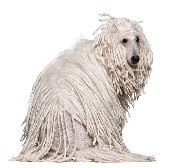 istock Rear view of White Corded standard Poodle sitting. 106507813