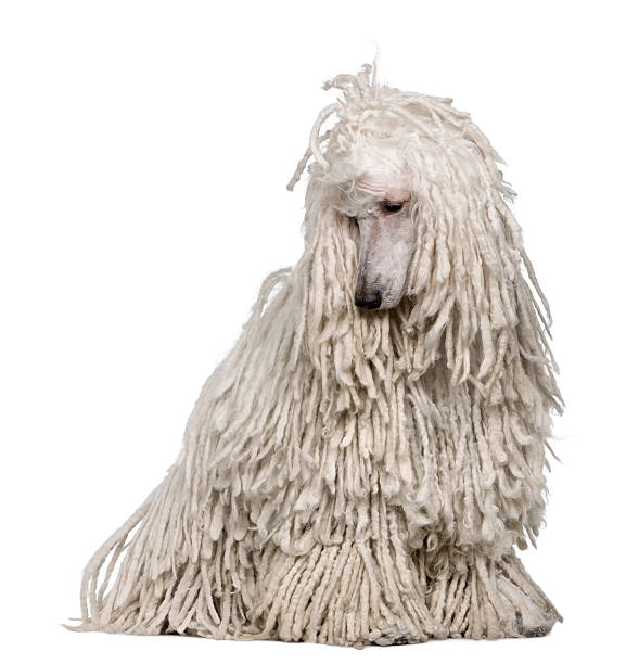 istock Front view of White Corded standard Poodle sitting. 106507842