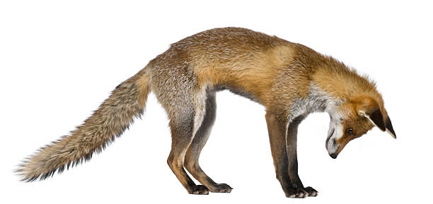The side view of a red fox looking down Side view of Red Fox, 1 year old, standing in front of white background. red fox tail stock pictures, royalty-free photos & images