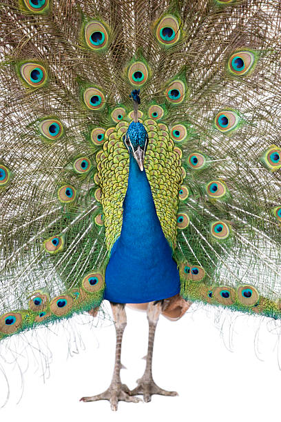 istock Front view of Male Indian Peafowl displaying tail feathers, standing. 106507923