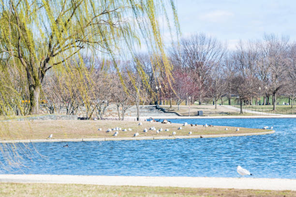 Willow tree branches with green leaves in spring, blue sky, monument in Washington DC at Constitution Gardens, water, many ducks, birds swimming in pond, pool, seagull standing