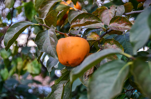 Kaki tree with fruits