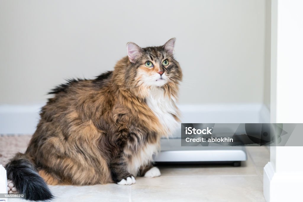 Calico Maine Coon Cat Sitting Looking Up In Bathroom Room In House By Weight  Scale Overweight Obese Feline Stock Photo - Download Image Now - iStock