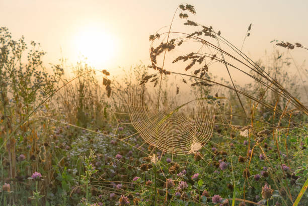 istock Sunrise in a fog over a grass field 1065081358