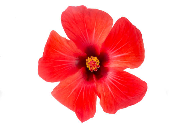 istock Hibiscus flower top view cut out on white background 1065081516