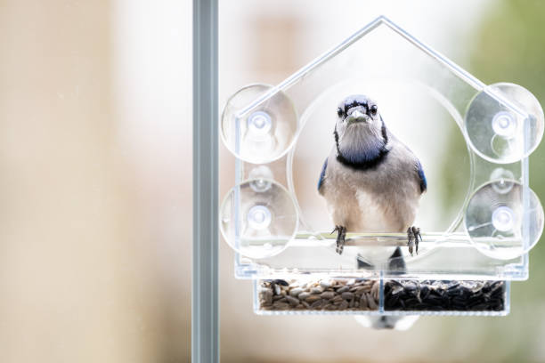 istock One curious blue jay, Cyanocitta cristata, bird perched on plastic glass window feeder eating peanuts during winter snow in Virginia, snow flakes falling 1065082242