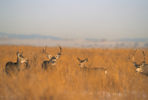 Mule Deer Buck in East Central Idaho.