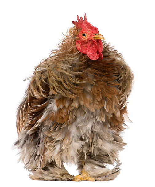 istock Front view of Curly feathered rooster Pekin, standing. 106508300