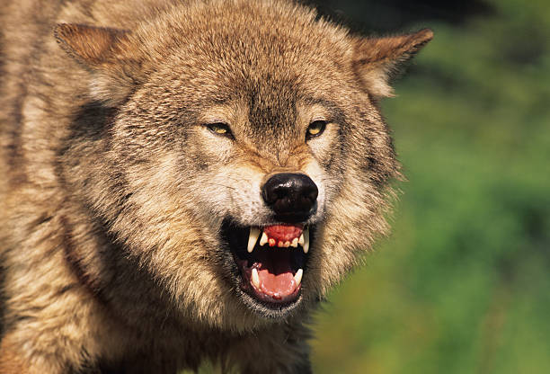 Snarling Wolf stock photo