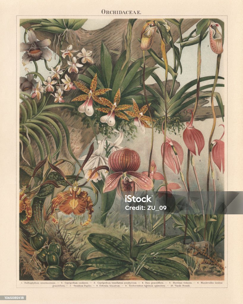 Orchids (Orchidaceae), chromolithograph, published in 1897 Orchids (Orchidaceae): 1) Red Bead Orchid (Bulbophyllum minutissimum, or Oncophyllum minutissimum); 2) Mandarin Orchid (Cypripedium caudatum, or Phragmipedium caudatum); 3) Cypripedium tessellatum porphyreum; 4) Red disa (Disa grandiflora, or Disa uniflora); 5) Huntleya violacea; 6) Masdevallia Lindeni grandiflora, or Masdevallia coccinea; 7) Oncidium Papilio, or Psychopsis papilio; 8) Sobralia liliastrum; 9) Trichocentron trigrinum splendens, or Trichocentrum tigrinum; 10) Vanda boxalli, Vanda lamellata var.boxalii. Chromolithograph, published in 1897. Botany stock illustration