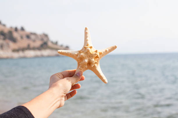 istock Starfish in woman's hand on the beach. 1065091172