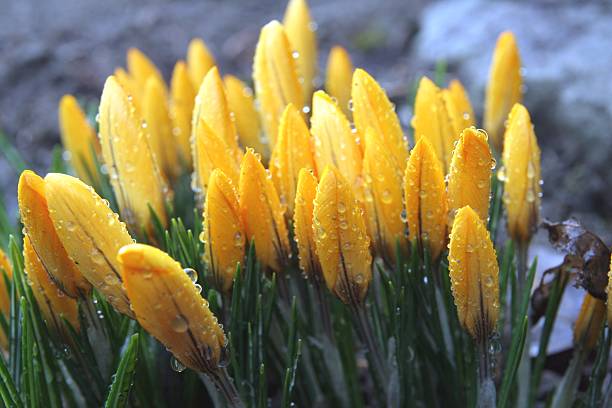 Raindrops on crocus stock photo