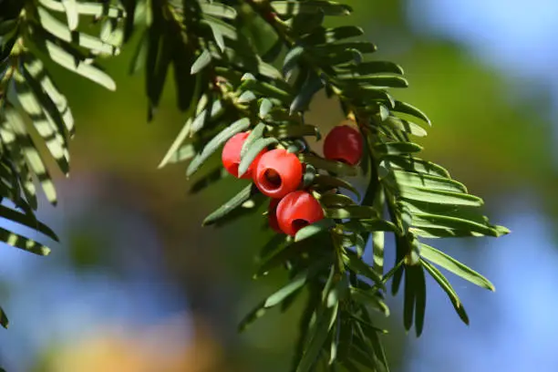 taxus baccata tree with spirally arranged mature red cones