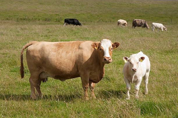 istock Cows in the country 106509842