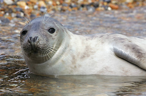 istock Gray seal swimming in the water 106509846