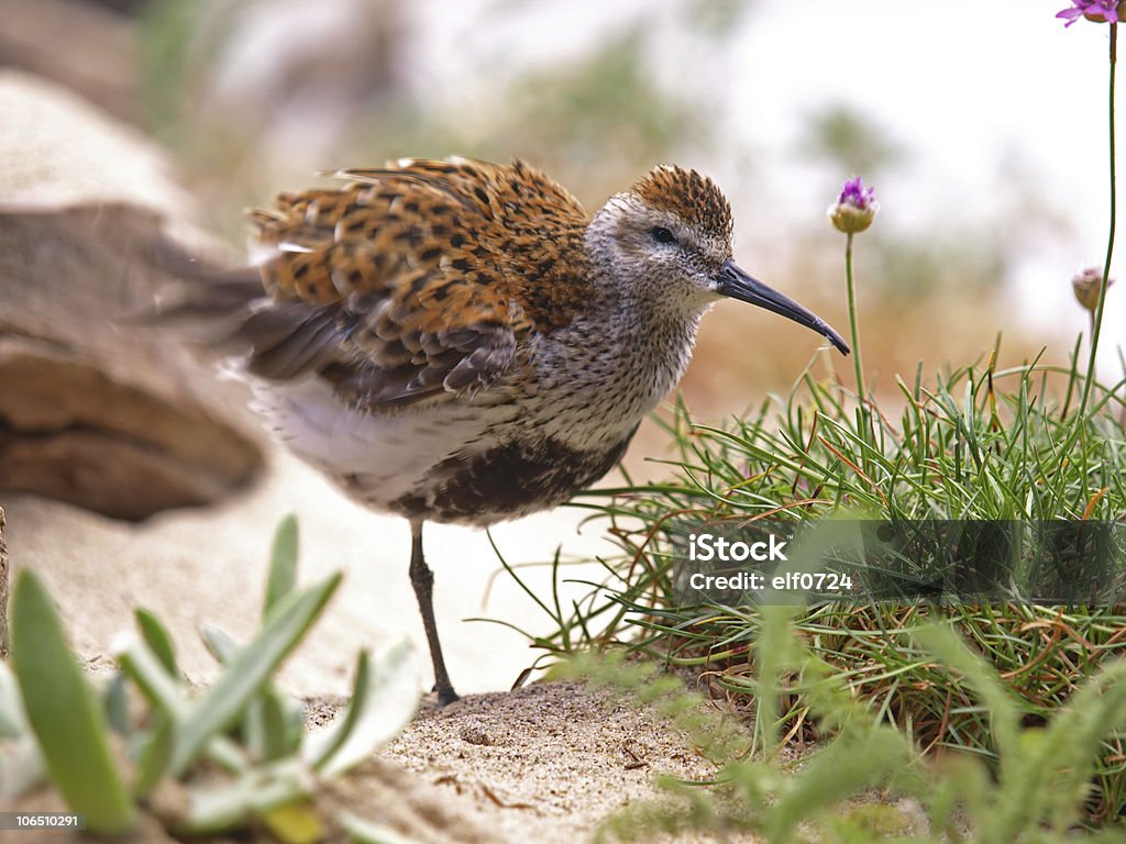 Long-Billed Curlew  Long-Billed Curlew Stock Photo