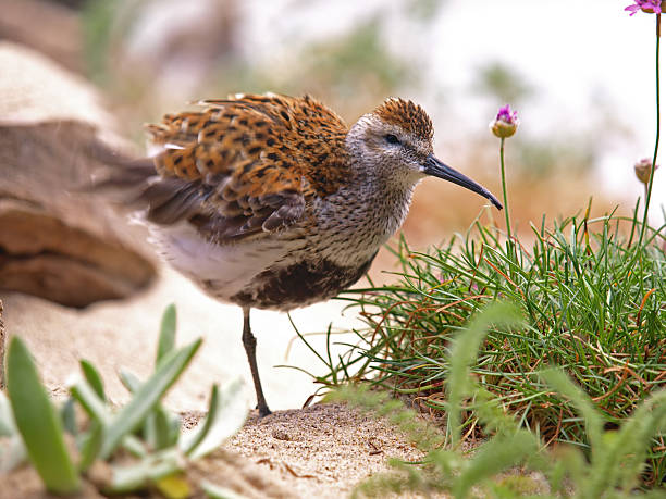 Long-Billed Curlew  numenius americanus stock pictures, royalty-free photos & images