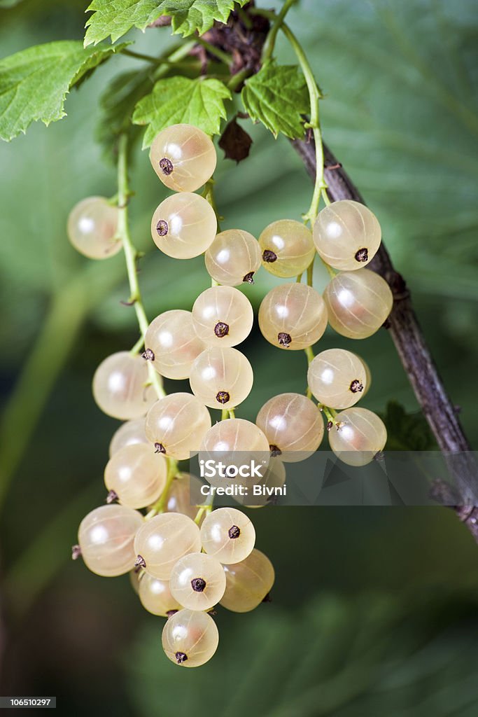 White currants  Berry Fruit Stock Photo