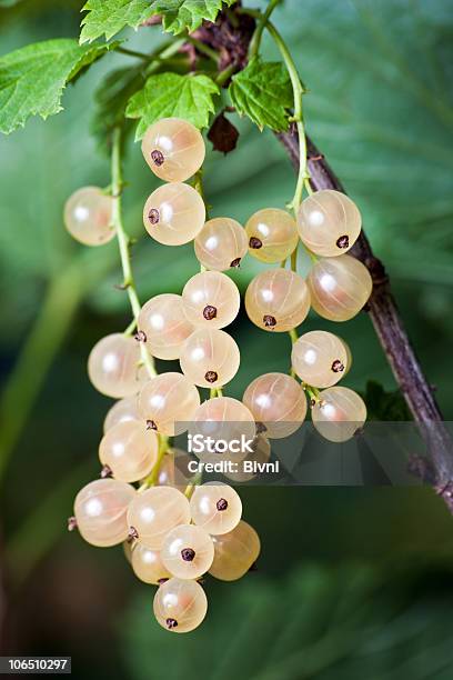 White Currants Stock Photo - Download Image Now - Berry Fruit, Bunch, Bush