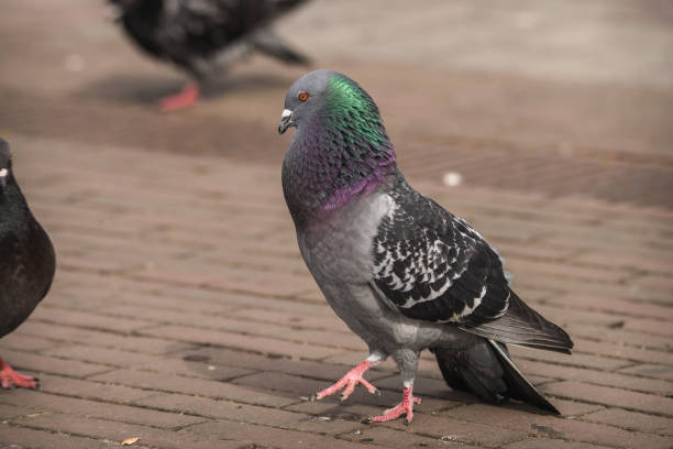 istock Male pigeon displaying and strutting after a female 1065103216