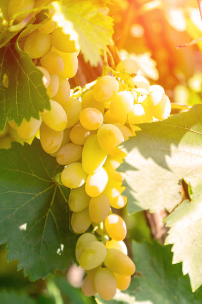 istock Bunch of grapes in vineyard 1065104006