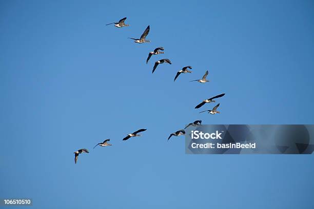 Gansos Voar Em Vformation - Fotografias de stock e mais imagens de Asa de animal - Asa de animal, Bando de pássaros, Céu claro