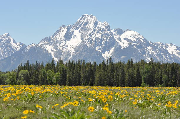 istock wildflowers and mountain peaks 106510526