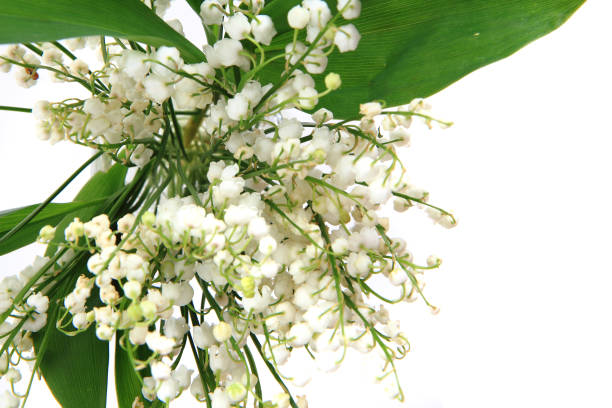 istock lily of valley 1065106504