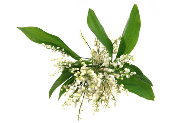 istock lily of valley 1065106506