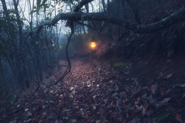 Spooky Dark Forest