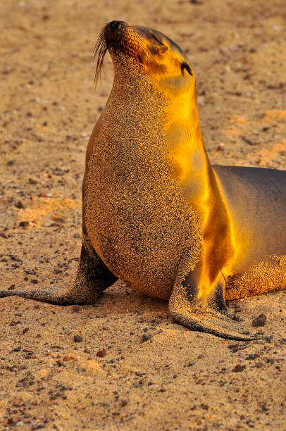 istock Sea lion on the beach at sunset 1065106882