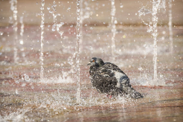 istock Pigeon bathing in a sidewalk fountain display in a square in Amsterdam, the Netherlands 1065106938