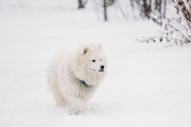 istock White Samoyed dog in the snow 1065107052