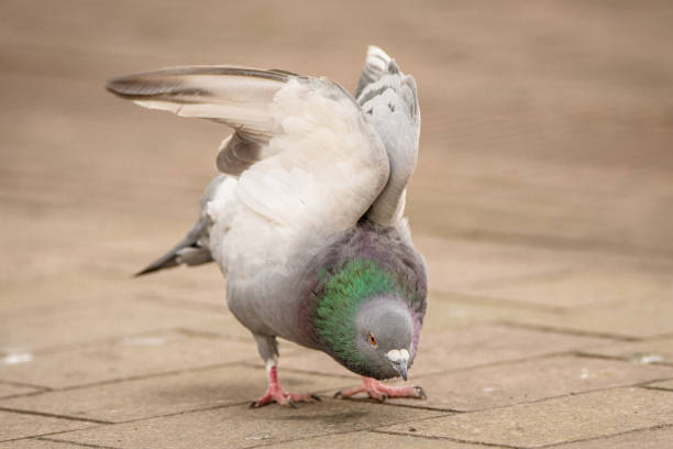 istock Pigeon stretching its wings on a city sidwalk 1065107716