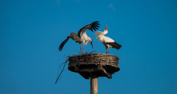Pair of storks on the nest, on a man-made nesting platform