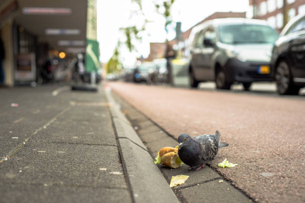 Pigeon stands in the gutter between the sidewalk and the bike lane in Amsterdam, the Netherlands, eating the remains of a sandwich that someone has thrown out.