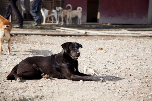 istock dogs waiting for adoption 1065109382