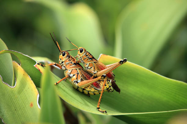 istock Close up two orange colored grasshoppers on green leaf 1065109390