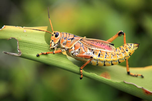 istock Close up orange grasshoppers on green leaf 1065109986