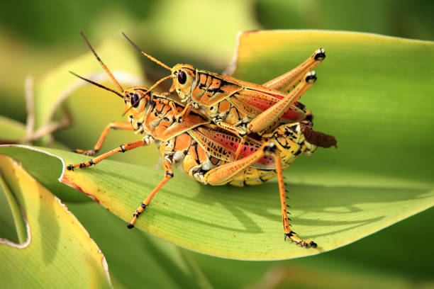 istock Close up two orange colored grasshoppers on green leaf 1065111150