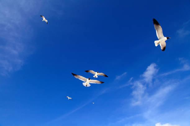 istock Group of flying seagulls over blue sky 1065111392