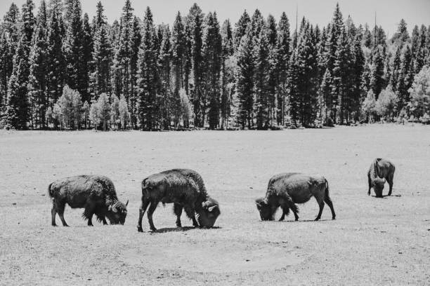 istock Grand Canyon North Rim Buffalo 1065112462