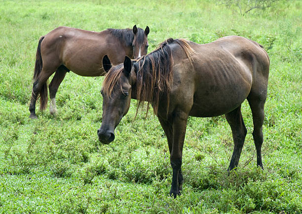 istock Horses Grazing In A Grass Field 106511269