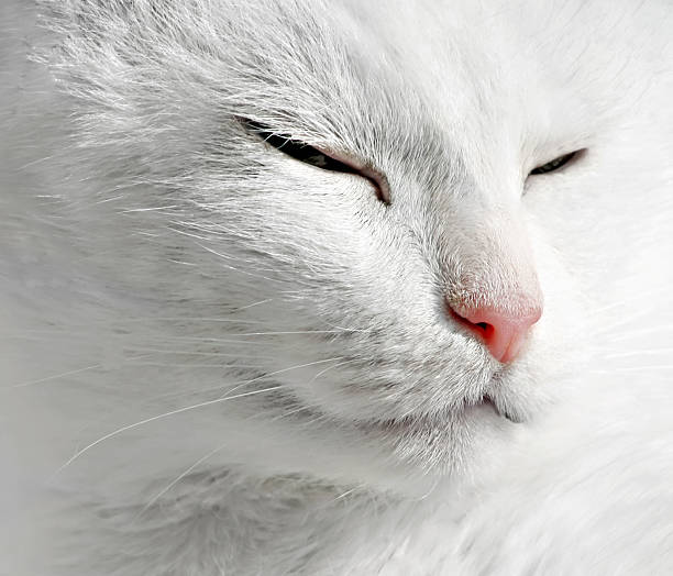 istock Close up of white cat 106511405