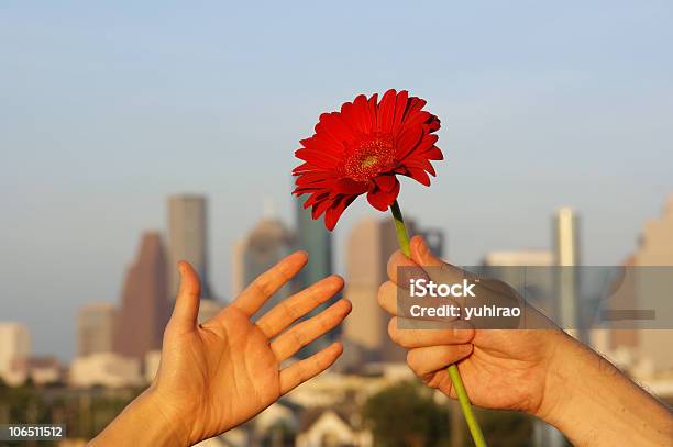 Blume Für Sie Mit Skylinehintergrund Stockfoto und mehr Bilder von Abenddämmerung - Abenddämmerung, Attraktive Frau, Bauwerk